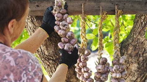 zväzok sušeného cesnaku zavesený v kuchyni