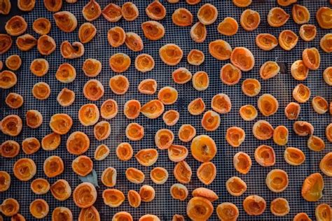 Kúpanie a sušenie yorkshira