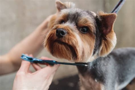 Strihanie tváre yorkshira nožnicami