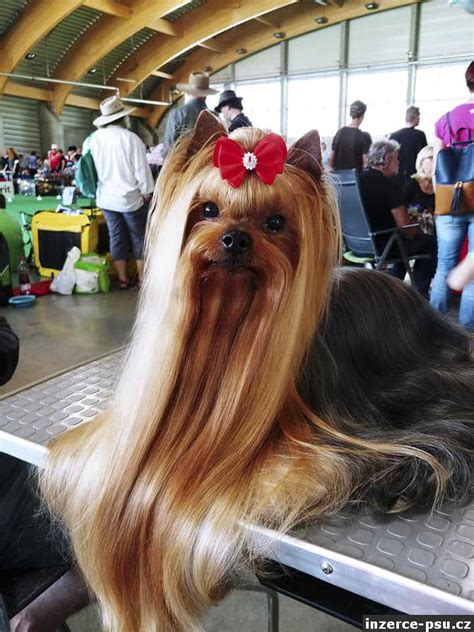 Yorkshirský teriér Max pred a po strihaní