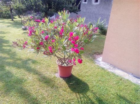 Nádherne kvitnúci oleander