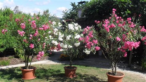 Oleander pred a po radikálnom reze