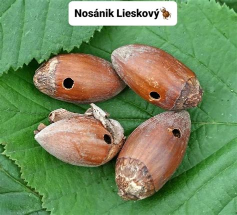 škodca nosánik lieskový