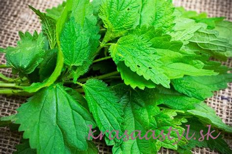 Žihľava a jej benefity pre vlasy