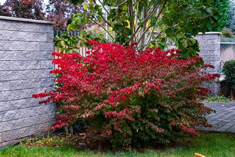 Egreše na kmienku a ako krík