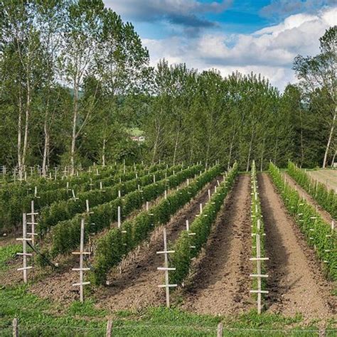 Pestovanie malín s oporným systémom