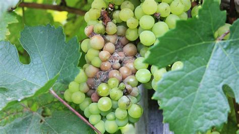 Obrázok: Detail štruktúry ketokonazolu