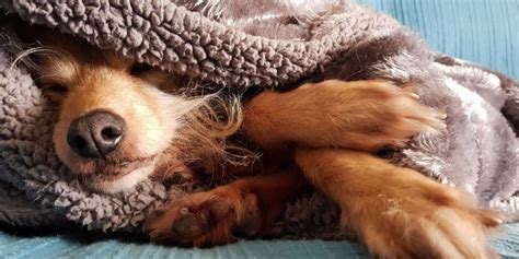 Infografika najčastejších chorôb jabloní a ich prevencia