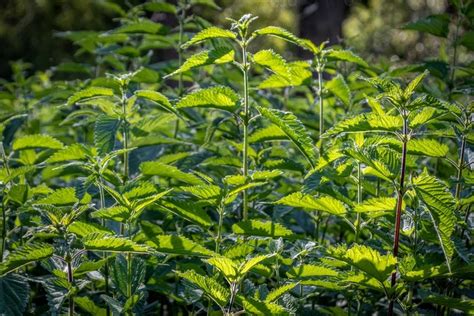 Detailný záber na listy čerstvej žihľavy ako hlavnej zložky prírodnej vlasovej kozmetiky