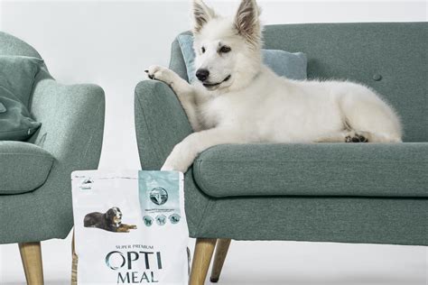 Pes po kúpeli so zdravou a lesklou srsťou