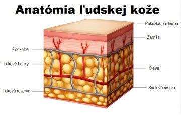 Štruktúra ľudskej pokožky