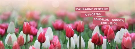 Ovocné tóny v pive: vizualizácia hrušiek, citrusov a tropického ovocia