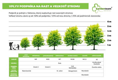 Schéma cyklu rastu psej srsti