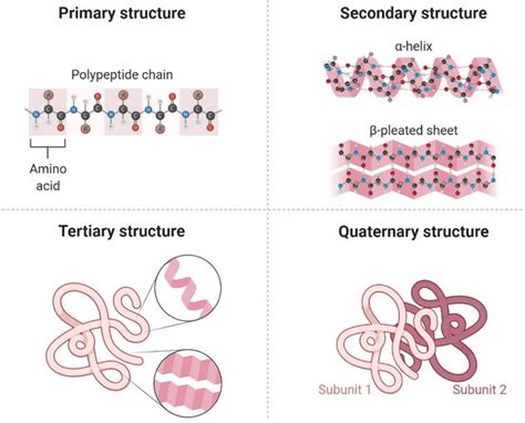 štruktúra pšeničných proteínov