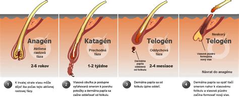 Schéma fáz rastu vlasov (anagén, katagén, telogén)