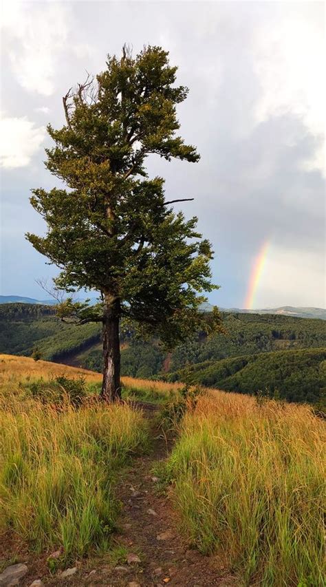 Ilustrácia postupu vytvárania vysokého copu s oddelenými prameňmi