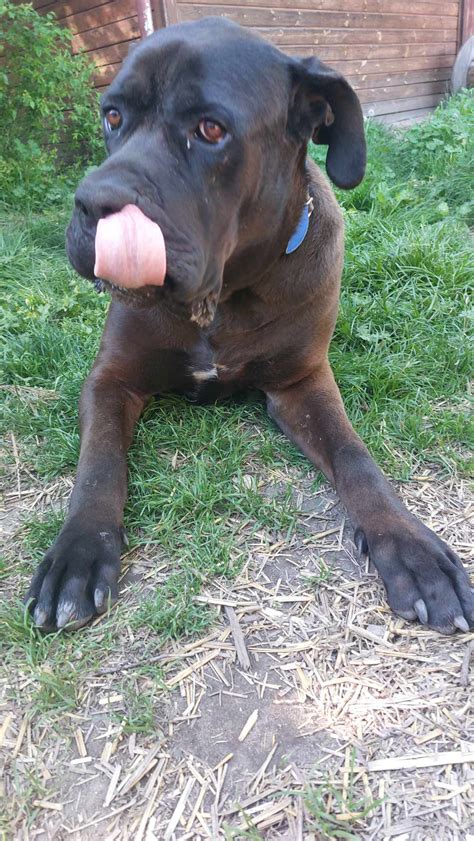 Štatistika porovnania veľkosti shirského koňa s inými plemenami