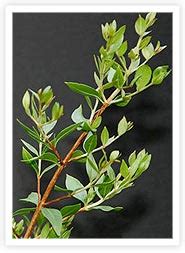Rastlina henna