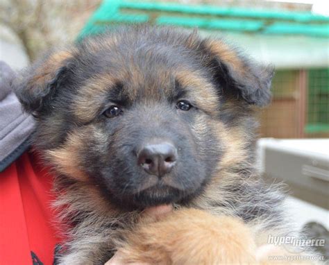 portrét nemeckého ovčiaka