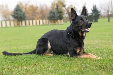 nemecký ovčiak pri tréningu agility