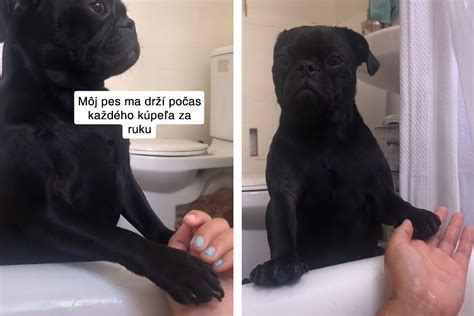 kúpanie hrubosrstého teriéra vo vani