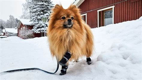 Pes vo veste chrániacej pred chladom a dažďom