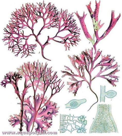Ilustrácia rias Rhodophycea a Chondrus Crispus