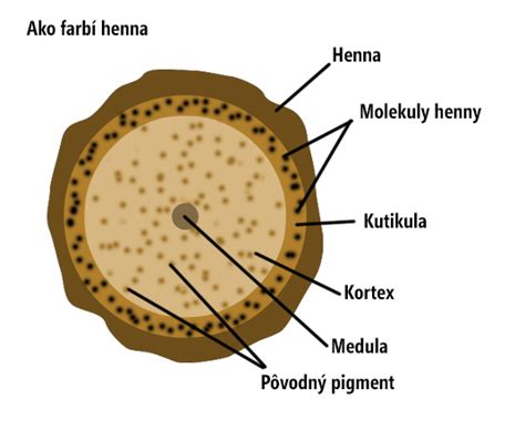 Schéma pôsobenia henny na štruktúru vlasu