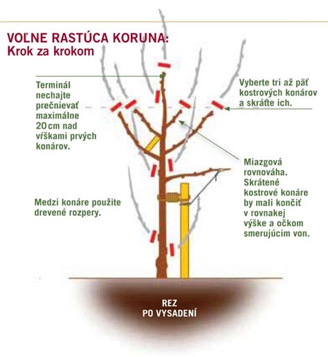 Ilustrácia formovania koruny mladej slivky do vázovitého tvaru