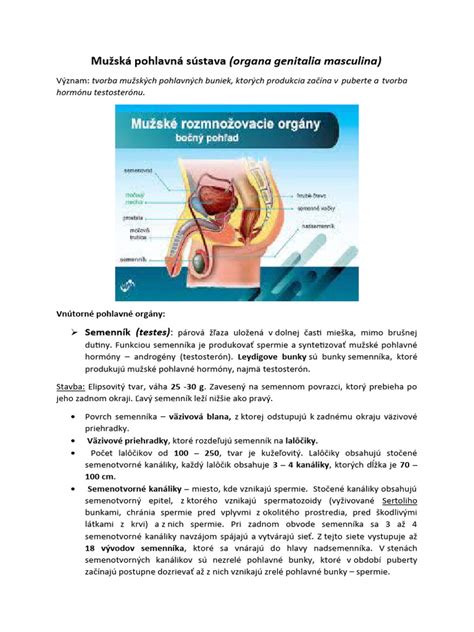 Mužská intímna oblasť