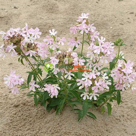 Mydlica lekárska v prírodnom prostredí