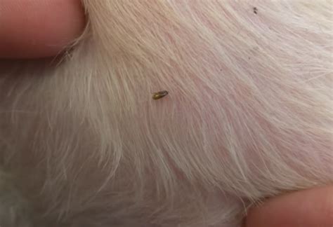 Pes s blchami v srsti