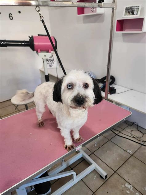 Pes v psom salóne pri úprave srsti