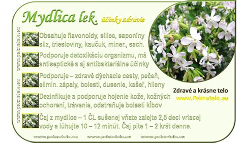 Ilustrácia rastliny mydlice lekárskej