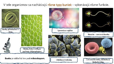 Rôzne typy ochlpenia na tele