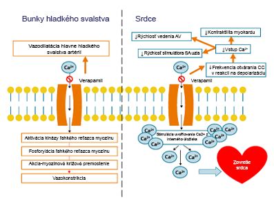 Schéma znázorňujúca mechanizmus účinku antimykotického šampónu