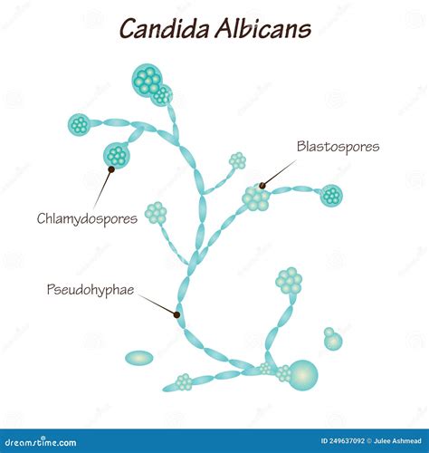 Schéma pôsobenia kvasinky Candida albicans na ľudskú pokožku