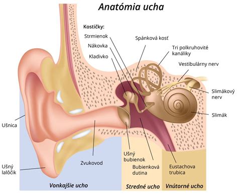 anatómia ľudského ucha