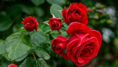 Prehľad rôznych typov ruží a ich rastu