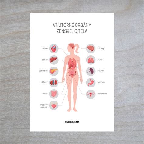 Rozloženie mazových žliaz na tele človeka