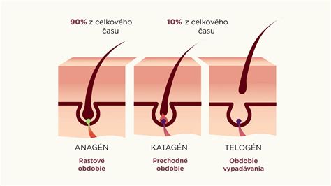Ilustrácia cyklu rastu vlasov