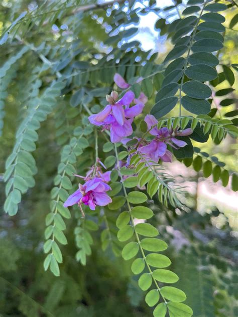 zloženie čiernej henny z rastliny indigovník farbiarsky