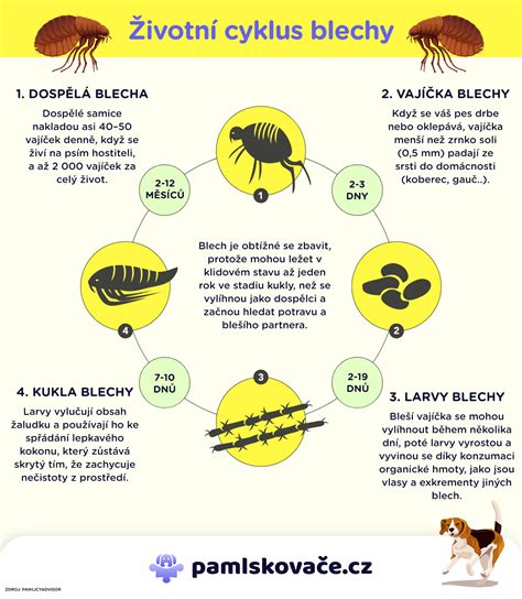 Schéma zobrazenia najčastejších miest výskytu seborey na tele