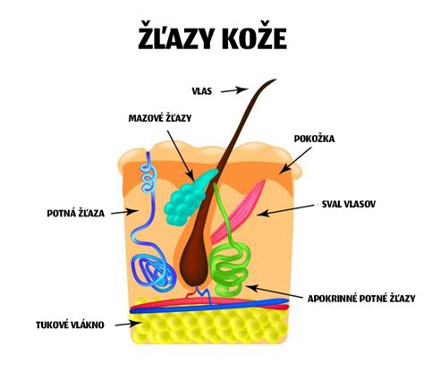schéma pôsobenia síry na pokožku hlavy a mazové žľazy