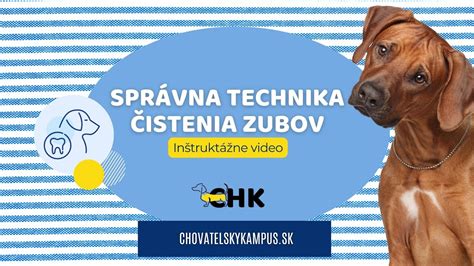 Ilustrácia: Alternatívne metódy čistenia psa