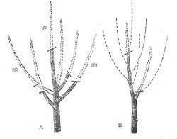 Schéma rezu marhule a tvarovania koruny