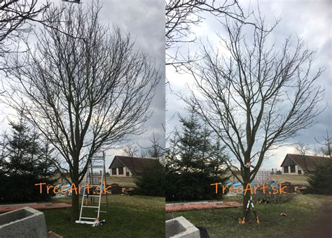 Ošetrenie rezných rán stromovým balzamom