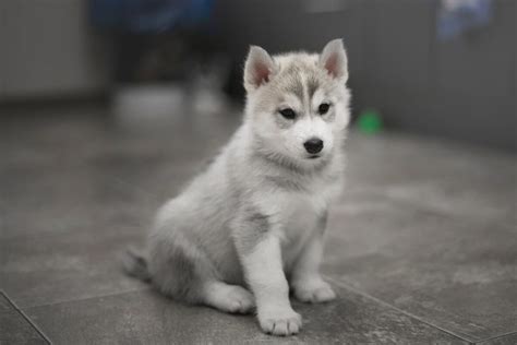 Šteniatko sibírskeho huskyho pri kúpaní