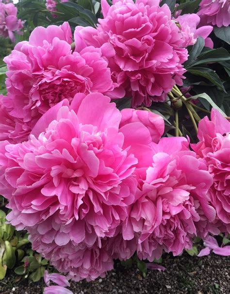 Kvet pivonky Paeonia lactiflora