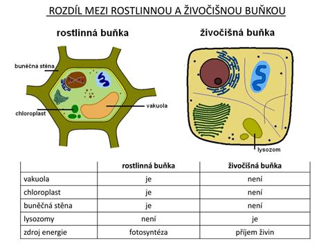 Rozdiel medzi zdravou a podráždenou pokožkou